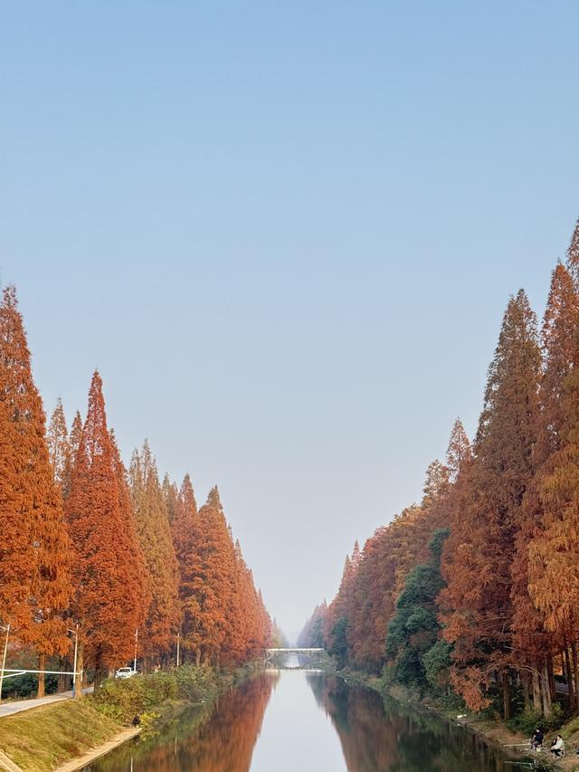 长沙最美水杉大道已上线！来这些地方邂逅初冬限定“水杉红”