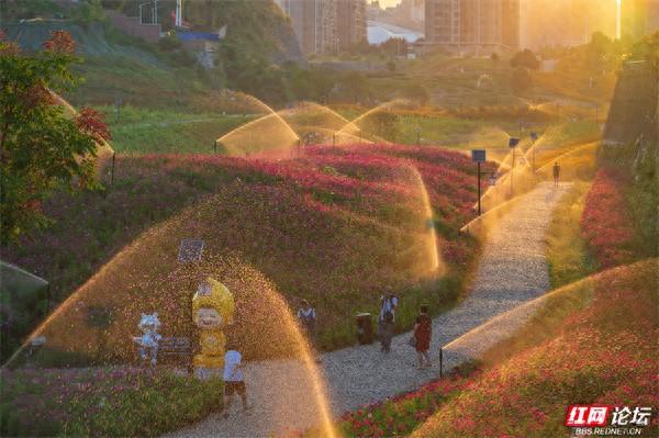 怀化版“莫奈花园”上线！湖天小游园承包整个秋天的浪漫