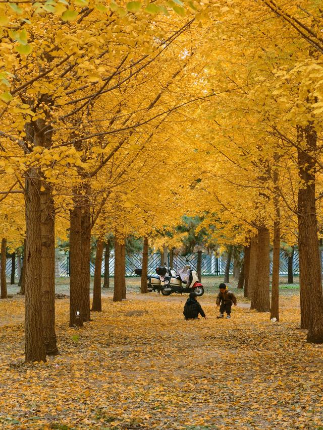 秋日浪漫：崇州明湖银杏园亲子游攻略