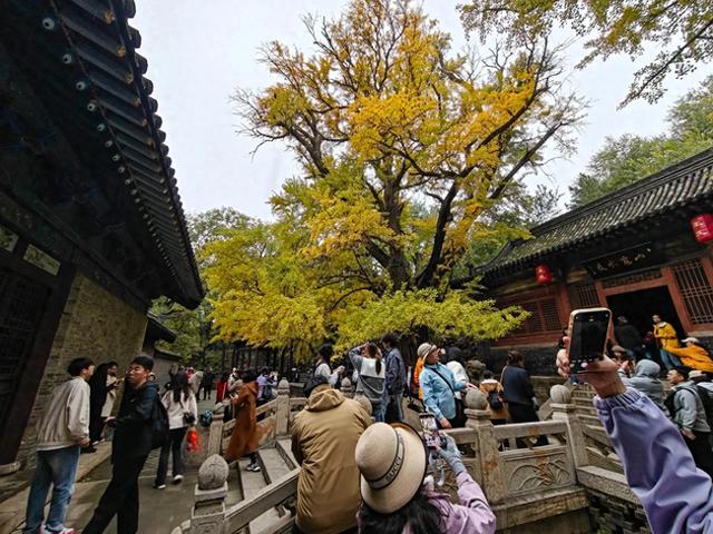 游客打卡晋祠银杏