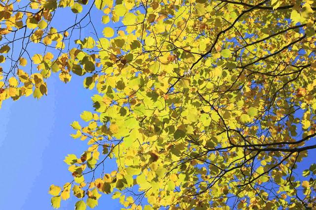 云南游客“种草”唐家河：本想看动物，结果被红叶美到挪不开脚