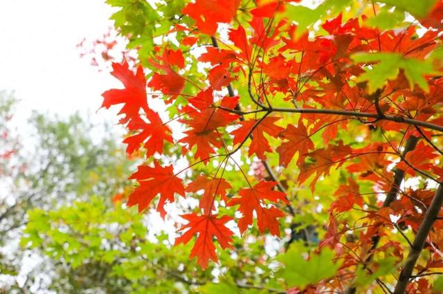 37处！“落叶缓扫”模式开启，快去打卡～