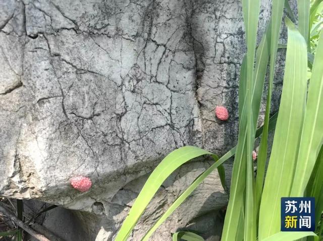 别吃！寄生虫多达上千条！