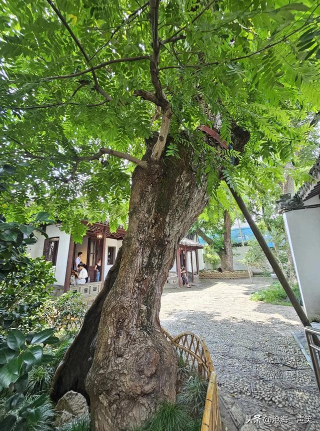 沧浪亭，苏州园林的杰出代表，古老的树木，古老的庭院，深几许?