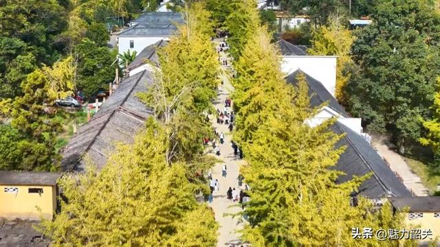 香港千人乘高铁赴韶关 共赴帽子峰“银杏之约”