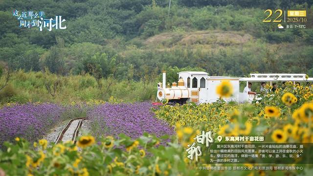这么近 那么美 周末到河北 | 邯郸·东高河村千亩花田