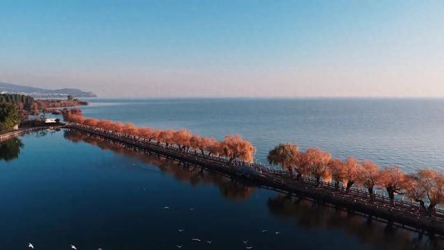 初冬滇池西岸白鱼口美景如画，群鸥戏水垂柳金黄