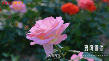 官道河安邑水库段开放区域：四季皆景引客来