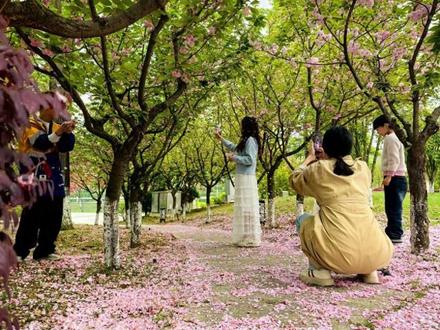 来武当山的100个理由丨太极湖畔春意浓 踏春赏景享悠然