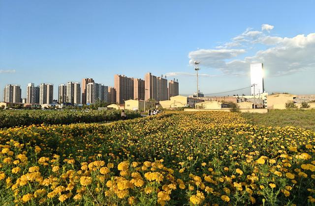 朔州沣汇公园北侧“城中花海”完工绽放 市民乐享烂漫时光