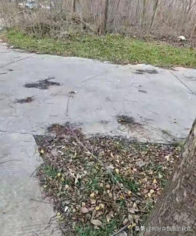 河南洛阳公园铁丝割喉悲剧，开放性公园安全责任界定引关注!