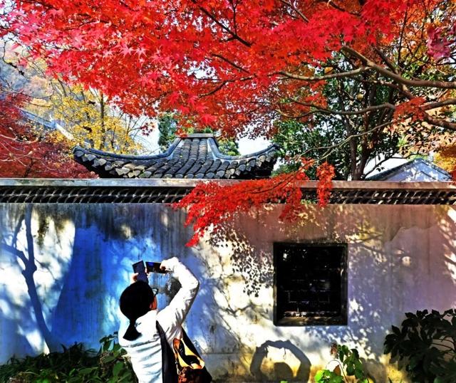 南通这里太美了！这个周末，不少人赶去打卡