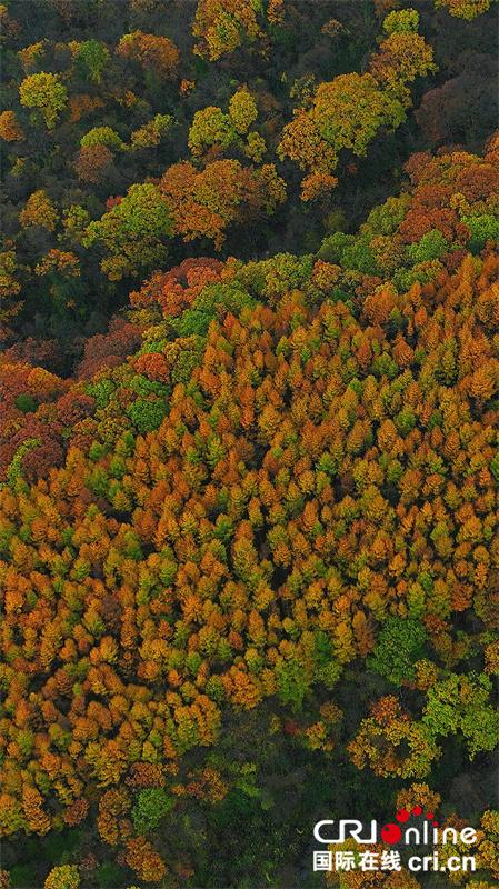 台湾自媒体人点赞四川光雾山绝美秋色（两岸关系）
