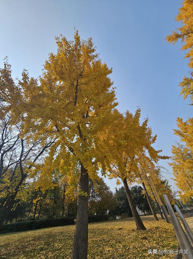 金色的银杏叶，犹如一位金甲战士，矗立于大自然中，吸引众人观赏