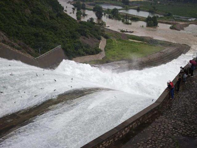 密云水库开闸泄流，大量鲢鱼、鳙鱼随水流奔涌而出，跃出水面