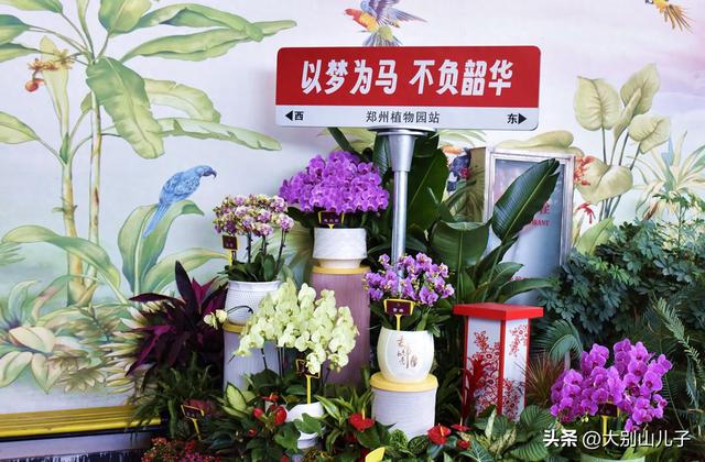 植物园迎春花展免费开放