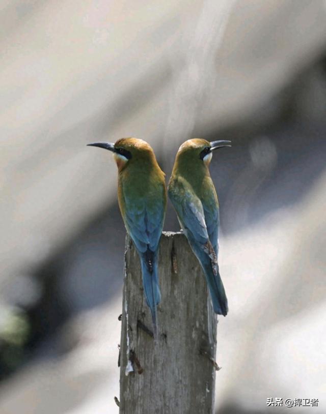 云南巧家为什么冬季温暖如春