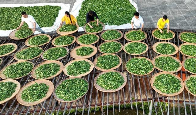绿茶的功效与作用及效果（茶有哪些功效怎么正确喝看看专家怎么说）