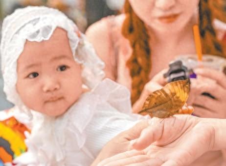 北京国际鲜花港巨型立体花坛亮相 10万平方米花海“含菊量”增142%