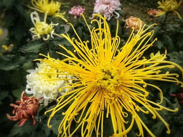 国庆旅游推荐 | 西安植物园邀您共赴秋季花宴