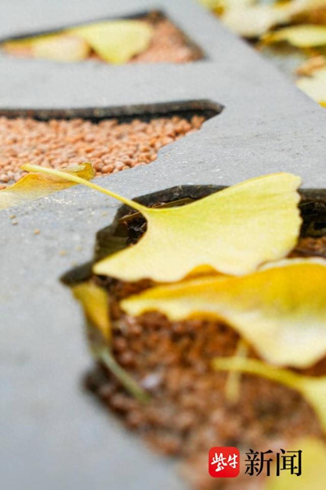 银杏季来了！解锁古城限定冬日玩法