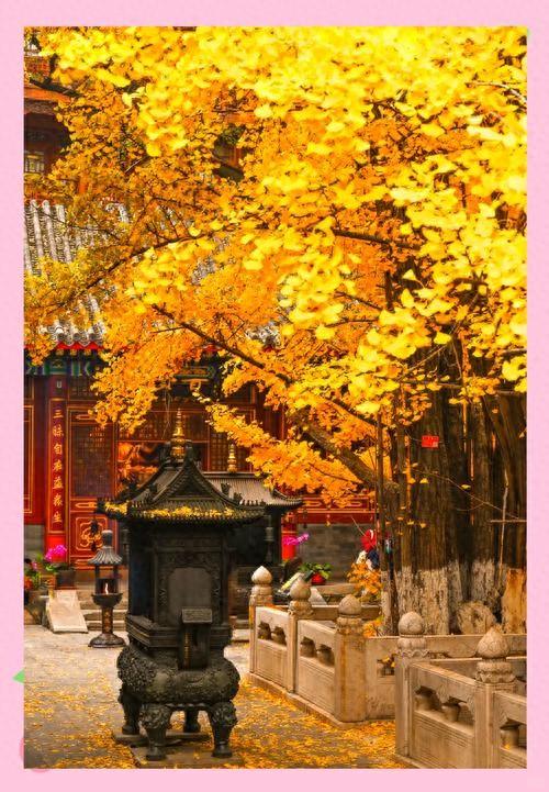 北京秋日秘境：古刹银杏黄，邂逅千年禅意