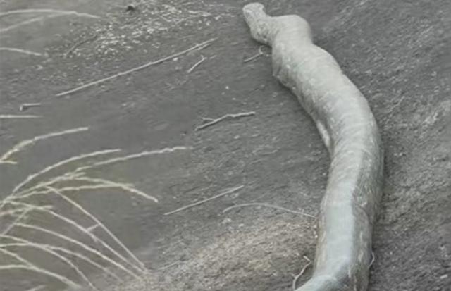 广东将军山发现数米长蟒蛇，当地林业部门：无毒	，遇到快走，系未开发区域