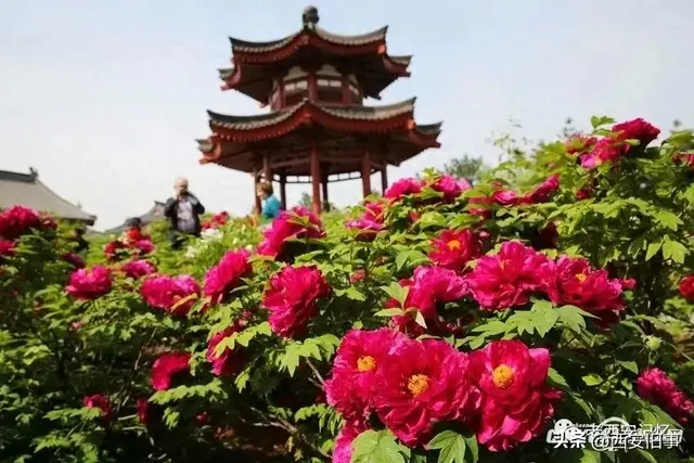 朱文杰：大雁塔的奇卉名木（下）