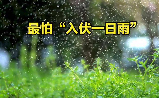 今日入伏，老人说最怕“入伏一日雨”，入伏天下雨有啥预兆？