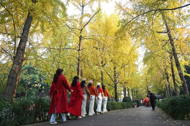 四川内江：银杏披“金”引客来