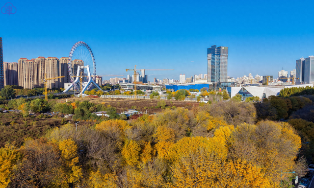 津渡秋色染金画，天津一公园迎来高光时刻！