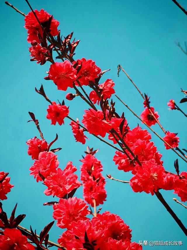 如果你也觉得很累，去赶一趟春吧！