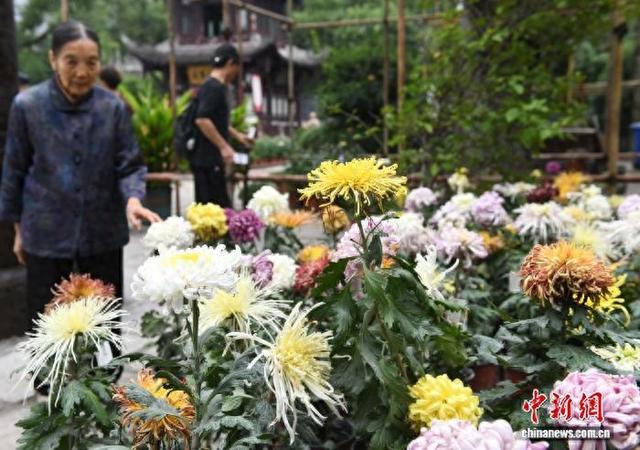 赏菊正当时 重庆华岩寺菊花展吸引市民打卡