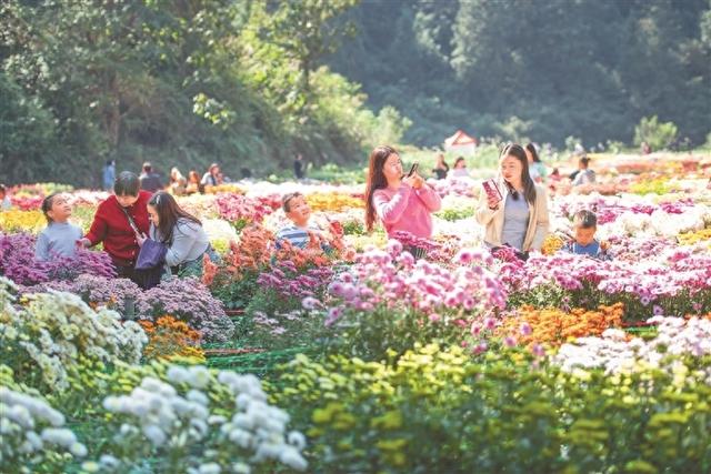 冬日的花花世界