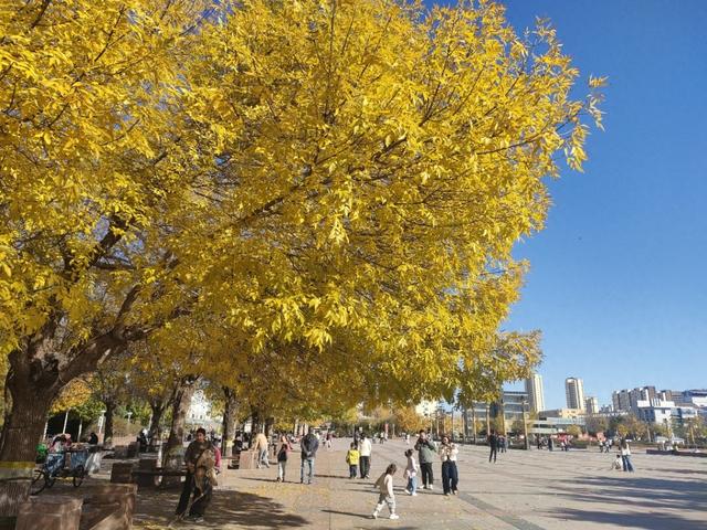 金色秋韵铺就城市画卷