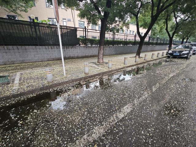 槐花“地毯”湿滑，赏景也需留心脚下安全