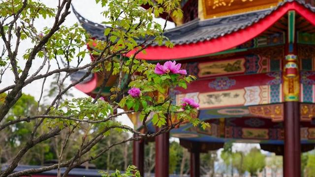 不要门票！乐山这处万株牡丹花海美爆了~（内含超实用美食攻略）