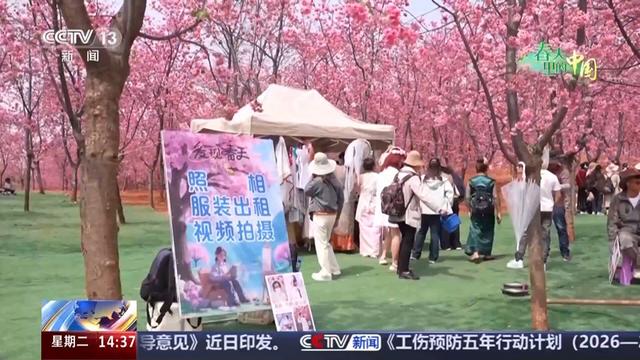 宜良樱花谷：石漠化荒山开出千亩花海