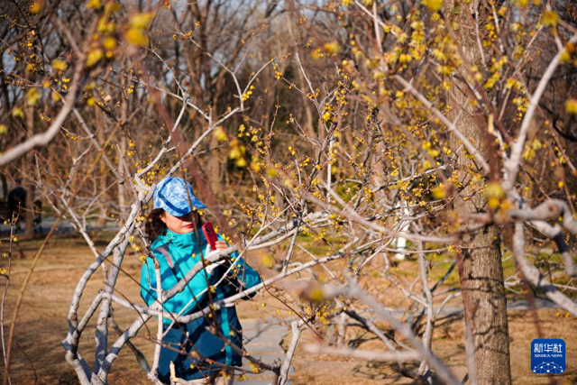 冬日济南腊梅飘香