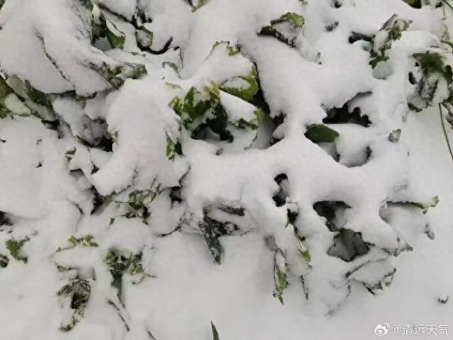 -5.8℃，广东下雪了！还要冷多久？升温+降雨马上到……祛寒靓汤，分享亲友→