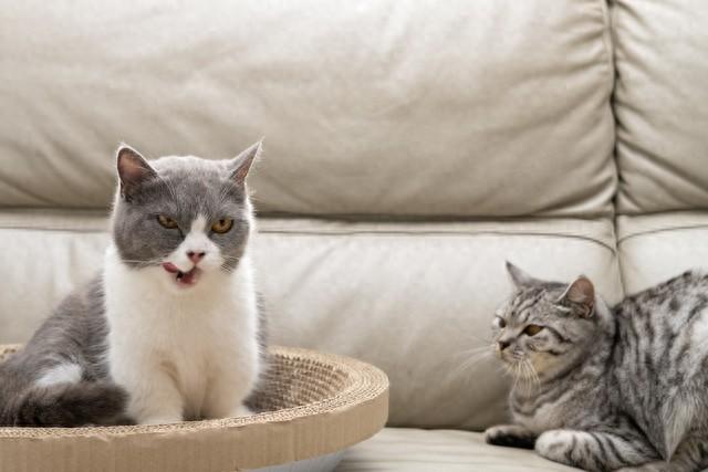 给小猫取一个可爱的名字大全（20个超可爱的猫咪名字）