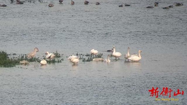共赴冬日之约 湖南衡山萱洲国家湿地公园成候鸟越冬幸福驿站