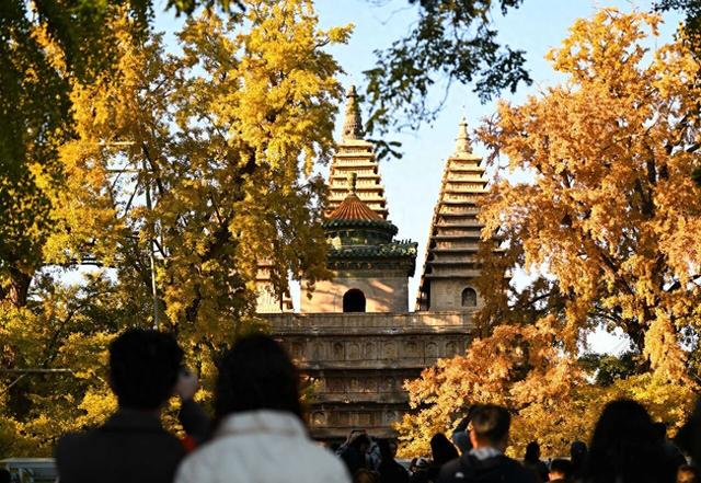 博物馆秋之旅 | 银杏映古塔，北京石刻艺术博物馆邀您秋日限定打卡