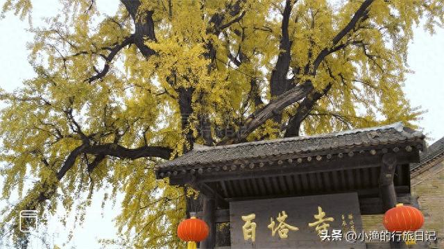 黄了黄了！西安秦岭1700年神仙古树，又到一年最美时！