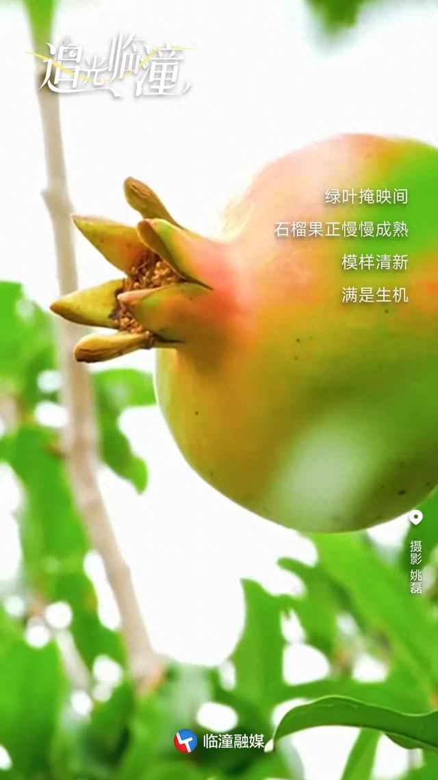 追光临潼 | 青红相间藏青涩，一半是夏一半是秋～