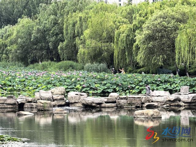 荷花盛开，赏花热潮涌动