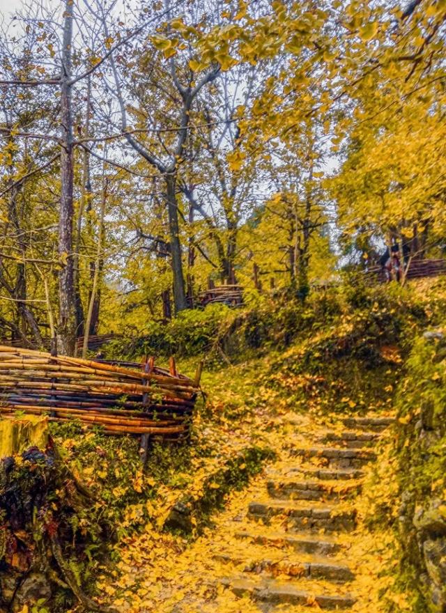 秋日限定!都江堰蒲虹路赏枫,0元小众无路人,快收藏!