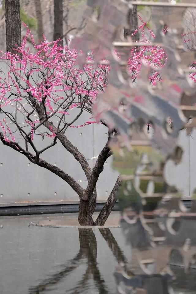 上海市中心超过200株梅花初绽！就在这个免费公园→