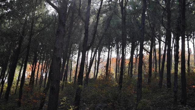 秋色如画，晒出你的秋！