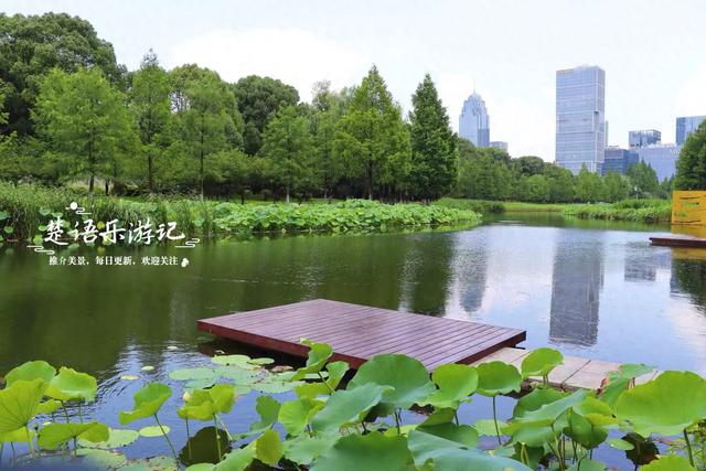 宁波这个博物馆西边的荷塘，少有人来但是景色宜人，适合周末休闲